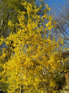 Forsythia.jpg