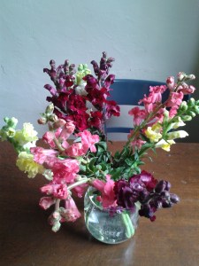 snapdragon on my kitchen table