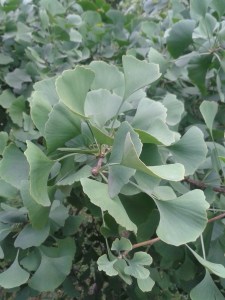 Ginkgo.jpg